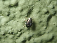 Chaetocnema hortensis