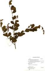 Combretum hereroense hereroense