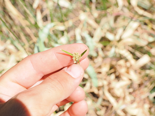 Cyperus gymnocaulos