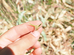 Cyperus gymnocaulos