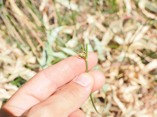 Cyperus gymnocaulos, photograph 1