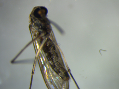 Culex quinquefasciatus