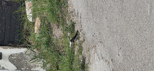 Western House Martin