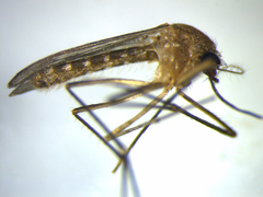 Culex quinquefasciatus