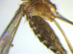 Culex quinquefasciatus