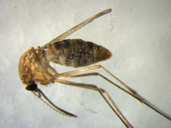 Culex quinquefasciatus