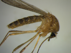 Culex quinquefasciatus