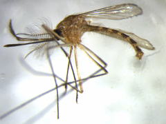 Culex quinquefasciatus