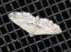 Araeopteron canescens