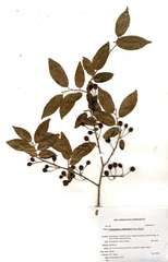 Cleistanthus schlechteri