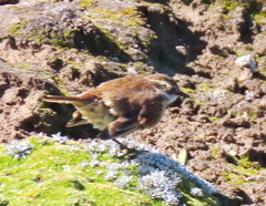 Cinclodes albidiventris