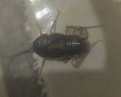 Myrmecoblatta hebardi