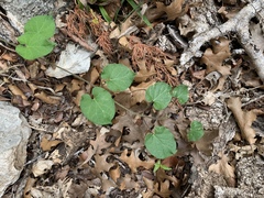 Matelea edwardsensis