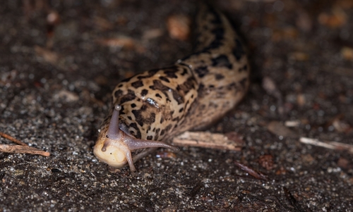 Limax maximus