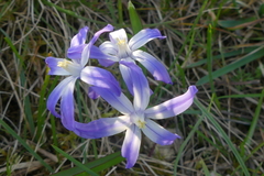 Scilla luciliae