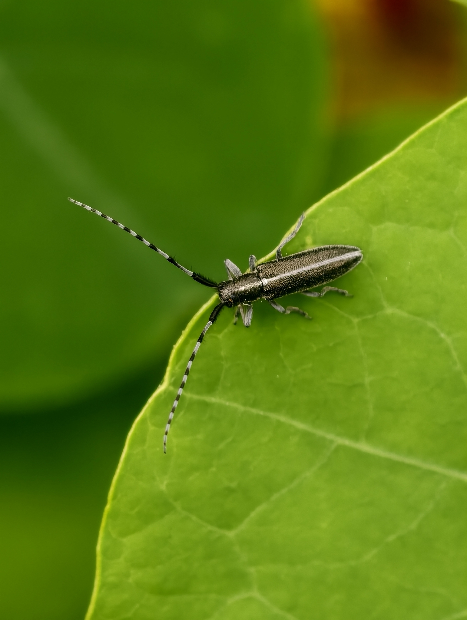 Agapanthia suturalis