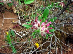 Anthyllis vulneraria