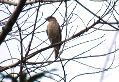 Cotinga amabilis