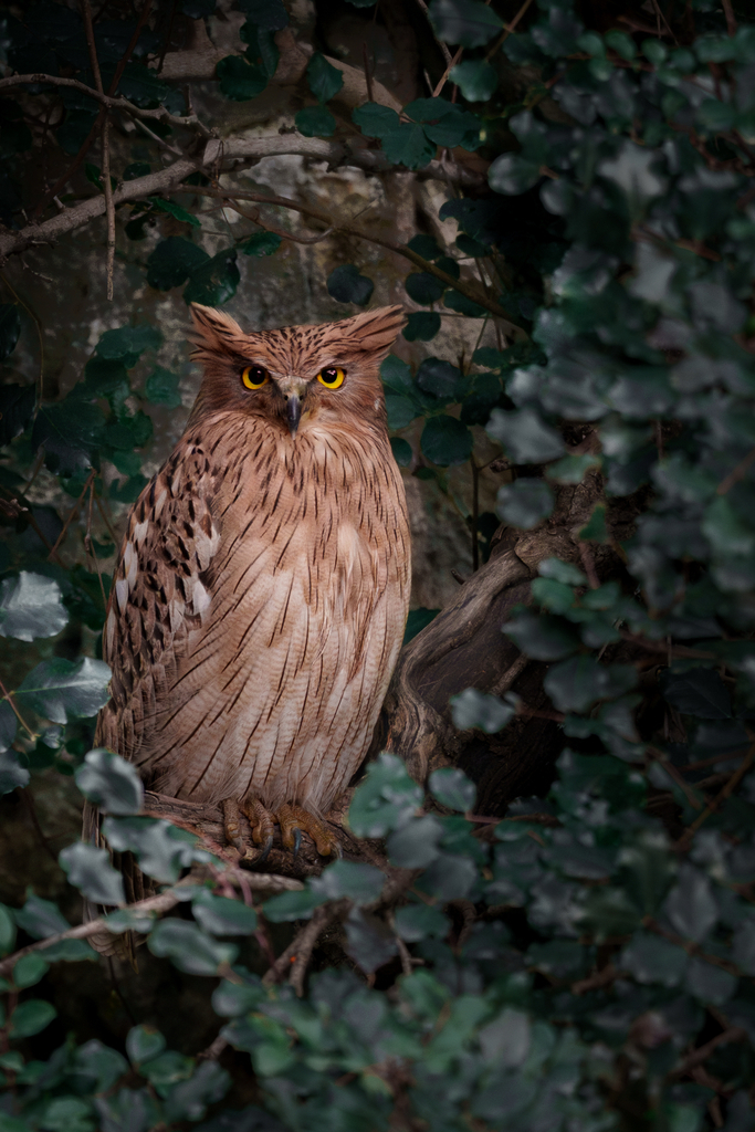 Brown Fish-Owl (Ketupa zeylonensis) photo