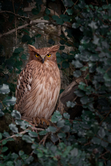 Brown Fish-Owl photo 1