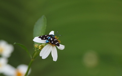 Chrysartona stipata