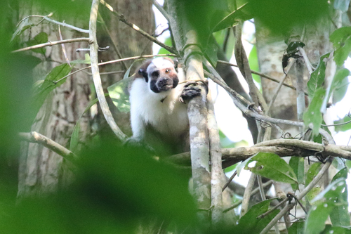 Geoffroy’s Tamarin, photo 4 of 7