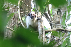 Geoffroy's Tamarin photo 4