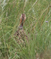 Scleroptila levaillantii