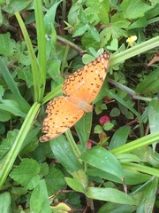 Phalanta