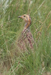 Scleroptila levaillantii