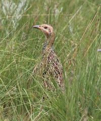 Scleroptila levaillantii