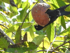 Amblycercus holosericeus
