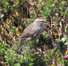 Leptasthenura andicola