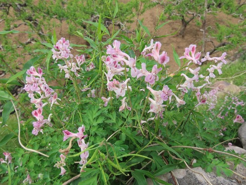 Corydalis edulis (Corydalis edulis)