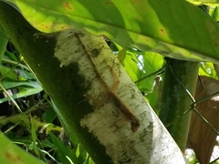 Anolis cryptolimifrons
