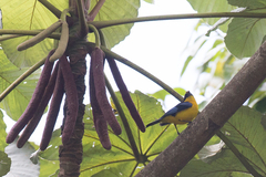 Anisognathus somptuosus