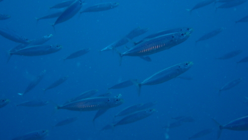 Decapterus punctatus