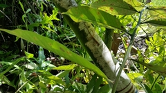 Anolis cryptolimifrons