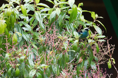 Tangara labradorides