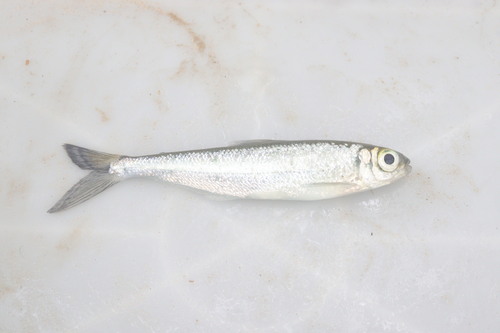 Glass tetra (Bryconops alburnoides) — Iguanodectidae — 3