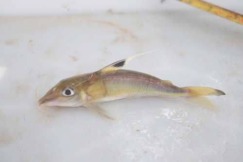 Bacu pedra (Hassar orestis) — Doradidae
