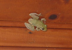 Scinax fuscomarginatus