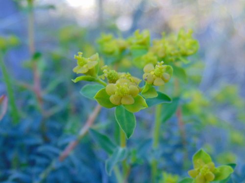 Trnovita mlječika (Euphorbia spinosa)