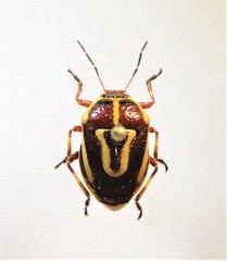 Perillus circumcinctus