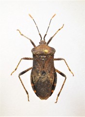 Anasa armigera