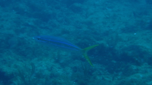 Elagatis bipinnulata