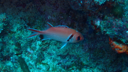 Myripristis jacobus