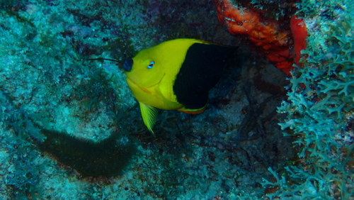 Holacanthus tricolor
