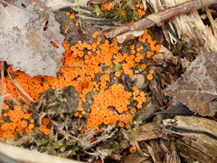 Byssonectria terrestris