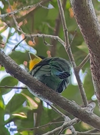 Long-tailed Broadbill (Psarisomus dalhousiae), photo 7